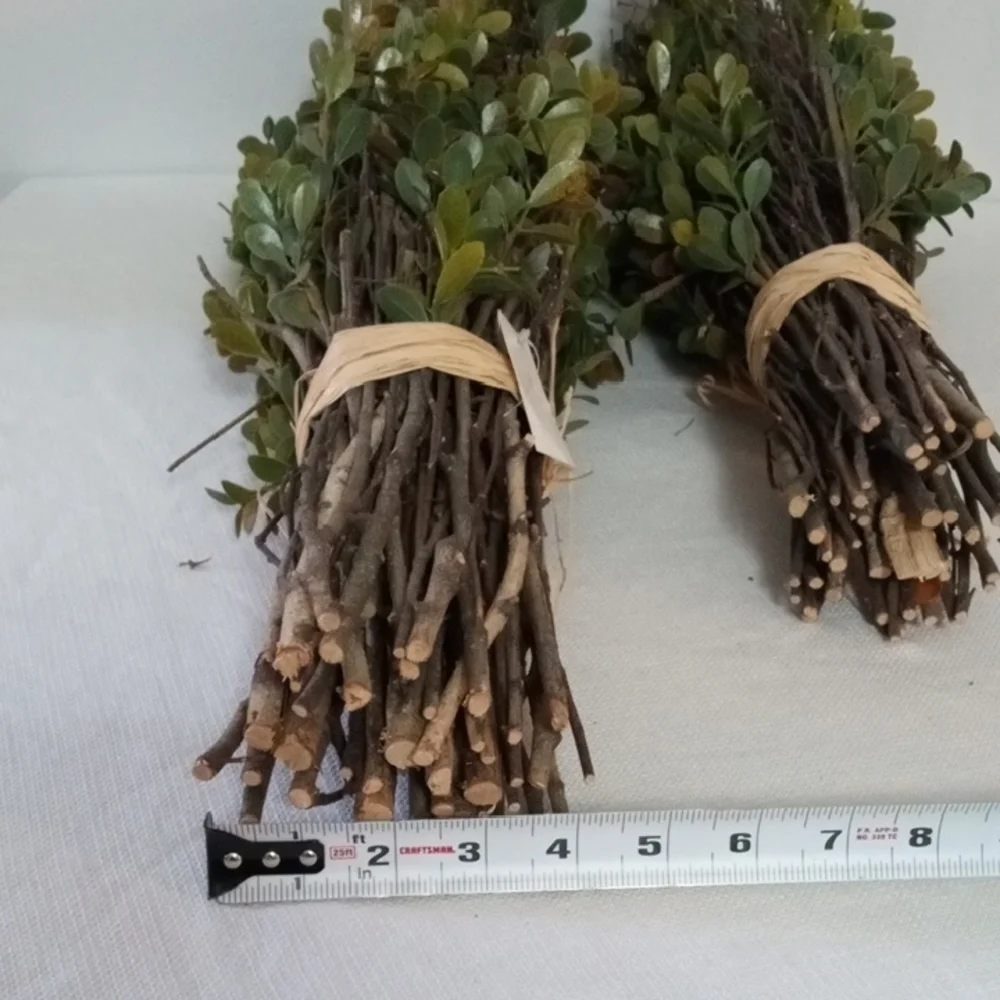 2 Preserved Boxwood Topiary Plant Bundles Rustic Farmhouse Decor 20